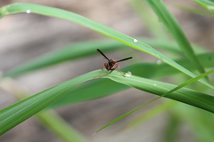 Polistes veracrucis
