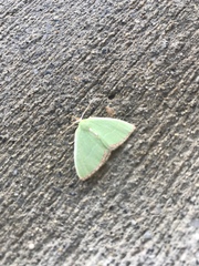 Nemoria lixaria