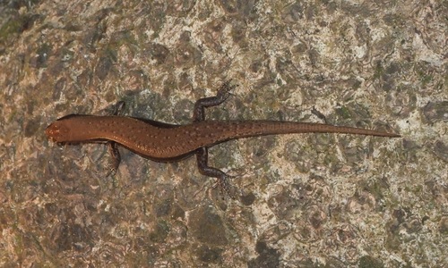 Peters' Lidless Skink, Panaspis breviceps