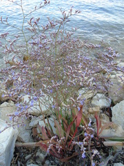 Limonium brevipetiolatum