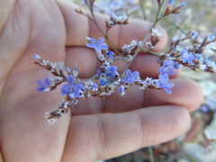 Limonium brevipetiolatum