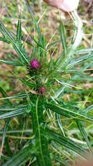 Cirsium tatakaense