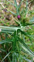 Cirsium tatakaense