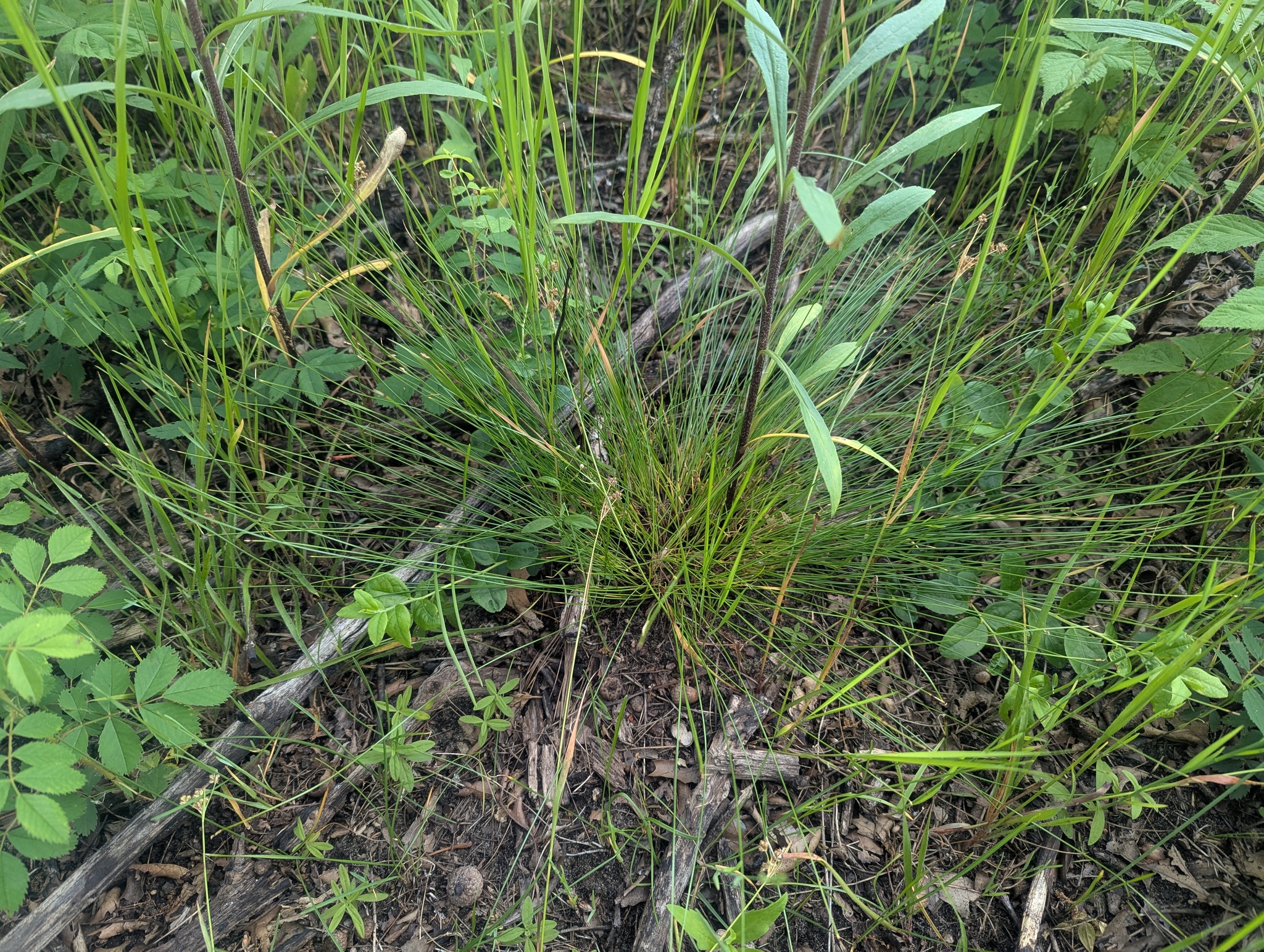 Clinton's Bulrush (Trichophorum clintonii)