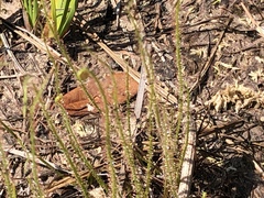Drosera filiformis