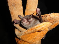 Pteronotus parnellii