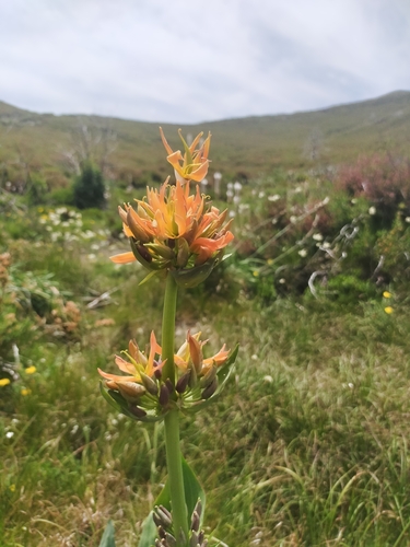 Gentiana lutea iNat (3)