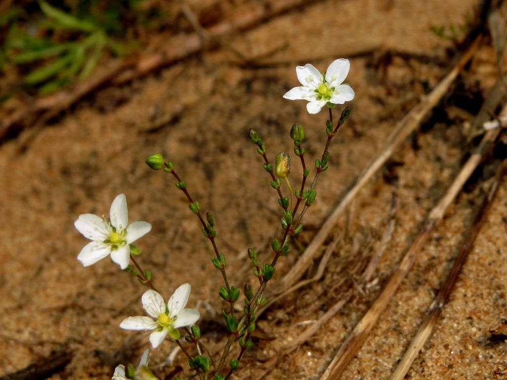 Knotted Pearlwort