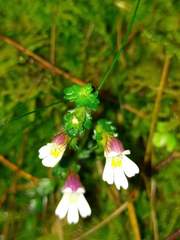 Euphrasia transmorrisonensis