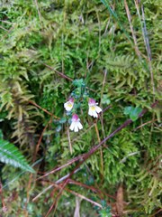 Euphrasia transmorrisonensis