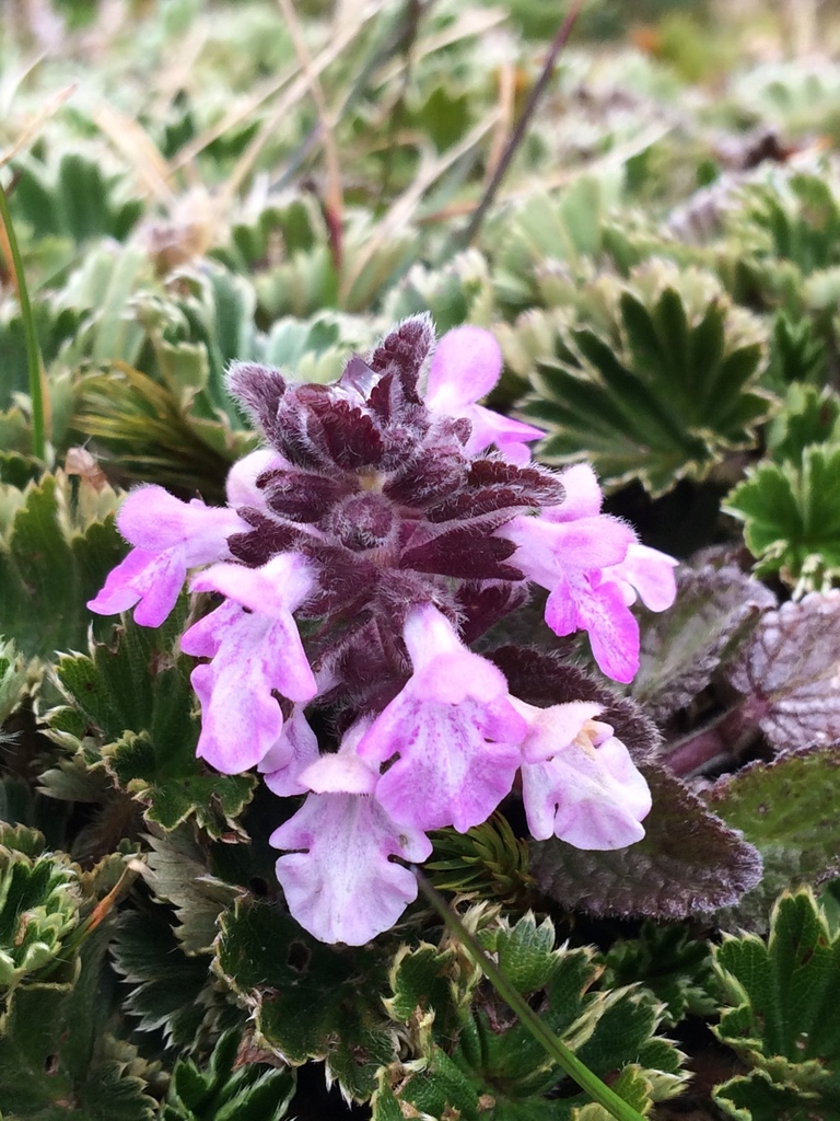 Stachys elliptica
