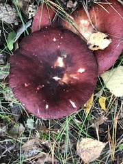 Russula badia
