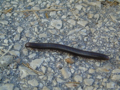 Pachyiulus apfelbecki