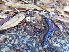 Pachyiulus apfelbecki