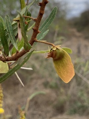 Acridocarpus natalitius image
