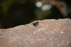 Sarconesiopsis magellanica