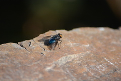 Sarconesiopsis magellanica