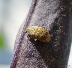 Acanthoscelides obtectus