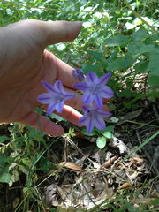 Triteleia laxa
