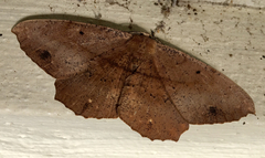 Chorodna ochreimacula