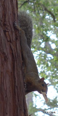 Sciurus carolinensis