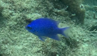 Purple chromis (Chromis scotti) — Pomacentridae — 4