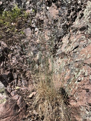 Poa glauca