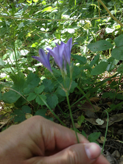 Triteleia laxa