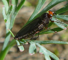 Inopus rubriceps