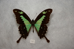 Papilio phorcas ansorgei