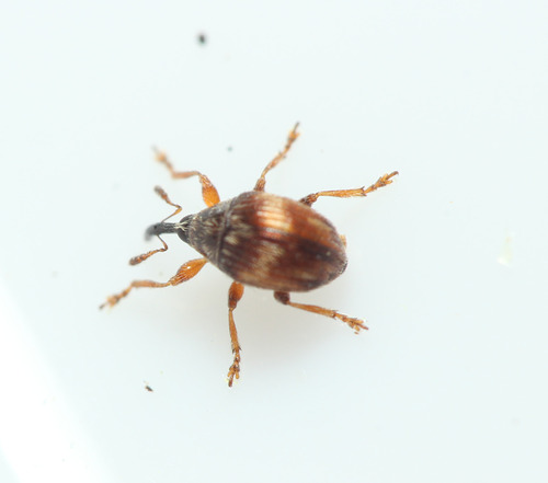 Nanophyes globulus
