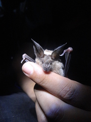 Macrotus waterhousii