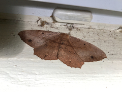 Chorodna ochreimacula