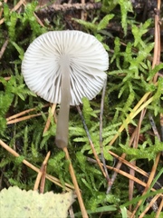 Mycena zephirus