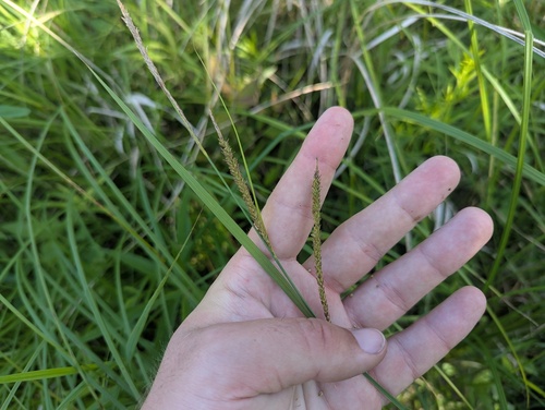 Hayden's sedge (Carex haydenii)