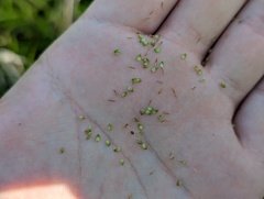 Carex haydenii, photograph (c) Ryan Sorrells, some rights reserved (CC BY)