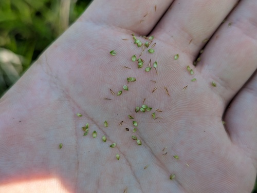 Carex haydenii, photograph 2
