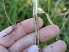Carex haydenii, photograph (c) Ryan Sorrells, some rights reserved (CC BY)