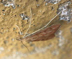 Antigastra catalaunalis