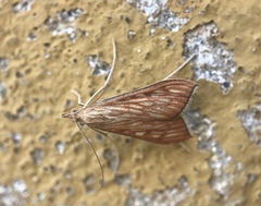 Antigastra catalaunalis
