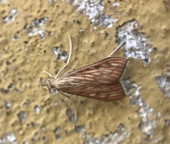 Antigastra catalaunalis