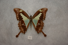 Papilio phorcas ansorgei