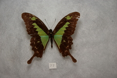 Papilio phorcas ansorgei