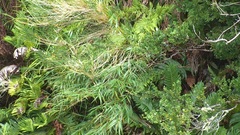 Chusquea fernandeziana