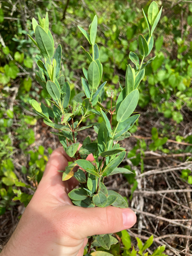Arcadian St. johnswort (Hypericum edisonianum)