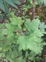Ribes oxyacanthoides