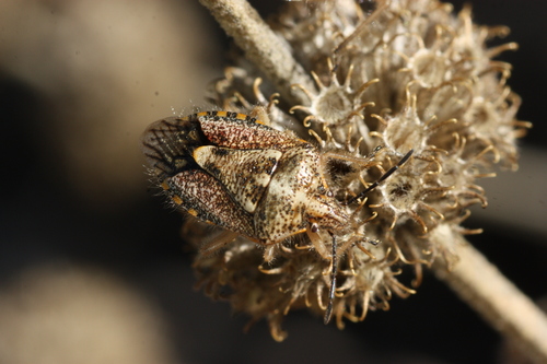 African Cluster Bug photo 5