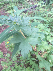 Ribes oxyacanthoides