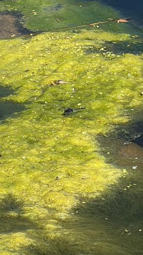 Dot-tailed Whiteface