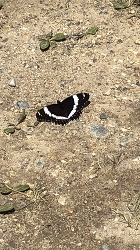 Western White Admiral